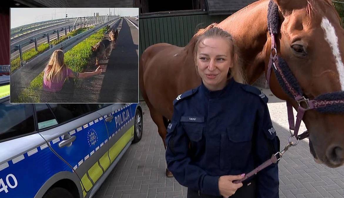 Psy błąkały się po ekspresówce. Natychmiastowa reakcja policjantki