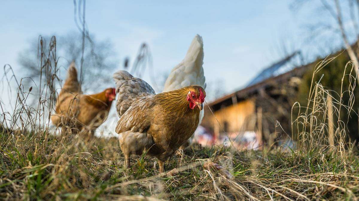 Kolejne ognisko groźnej choroby. Dotknęło niewielkie gospodarstwo