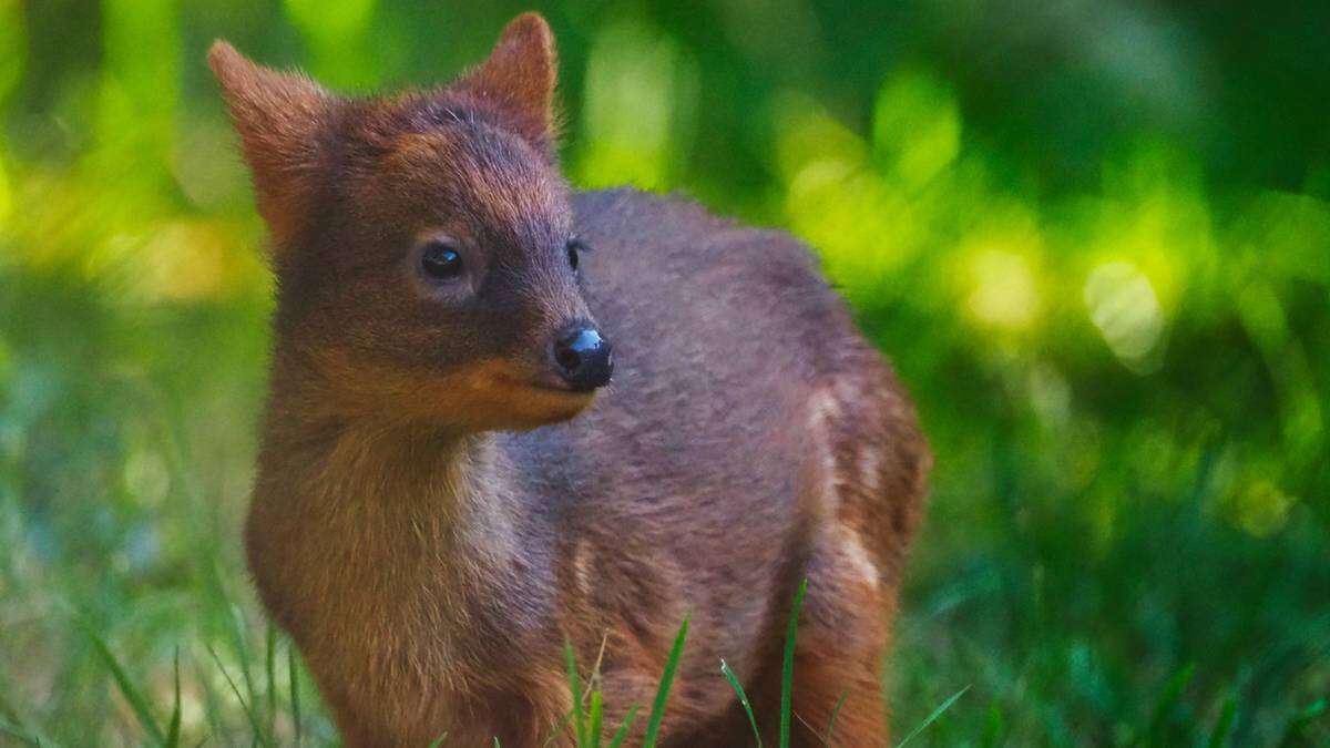 Niezwykłe narodziny w Warszawie. Zoo prosi o wybranie imienia