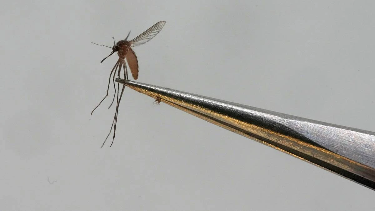 Gorączka chikungunya w Europie. Choroba 