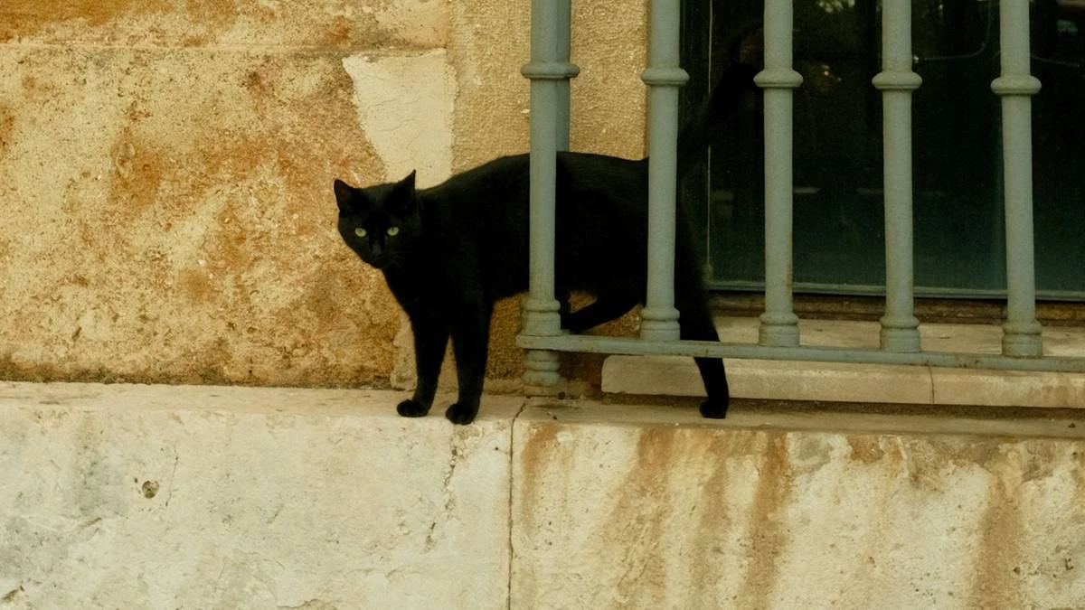 Zakaz adopcji czarnych kotów. W tle 