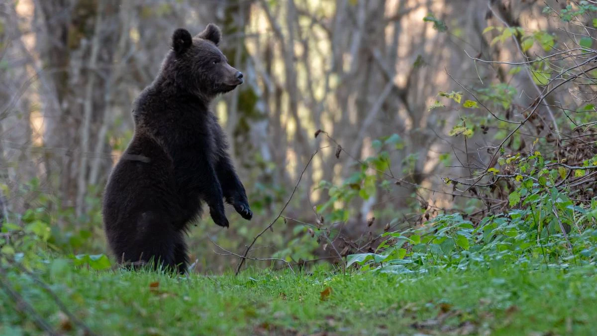 Niedźwiedź zaatakował turystę. Sprawę badają służby