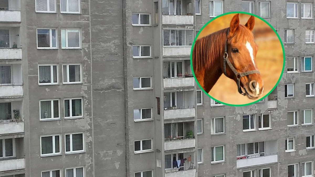 Chciał ukryć konia w bloku. Na schodach złapała go policja