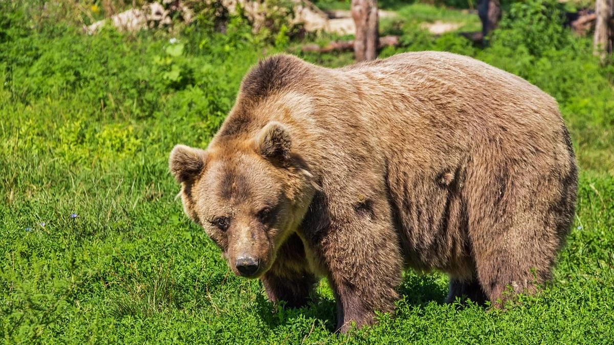 Alaska głosuje. Mieszkańcy wybierają... najgrubszego niedźwiedzia