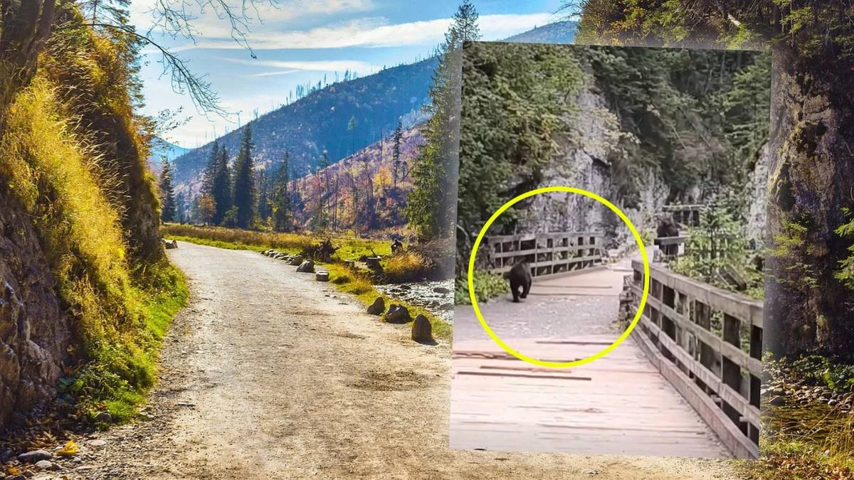 Turysta uciekał przed niedźwiedziem. Chwile grozy w Tatrach