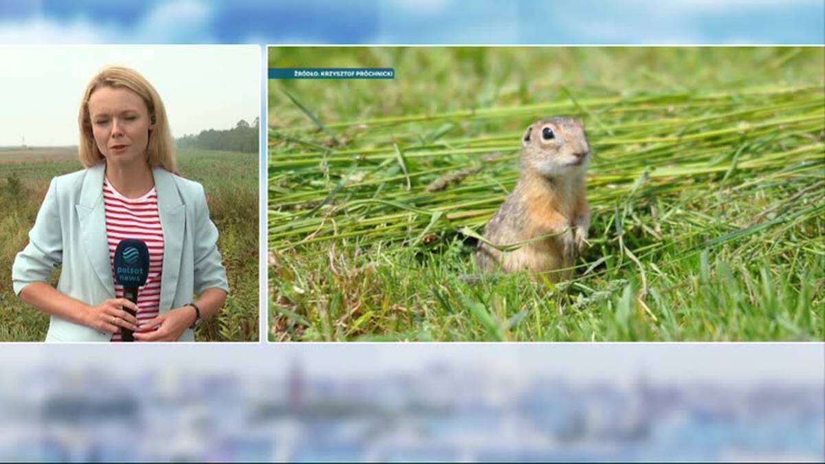 Suseł perełkowany a budowa bazy wojskowej. MON musi zmienić plany