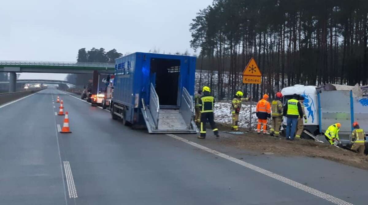 Groźny wypadek pod Wyszkowem. Bydło rozbiegło się po drodze