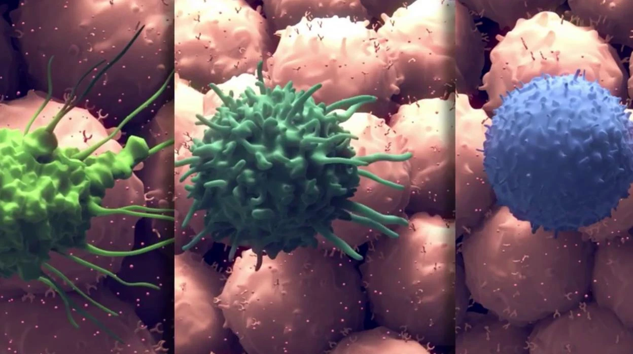 La primera inmunoterapia española consigue estabilizar y mejorar la evolución de determinados casos de cáncer
