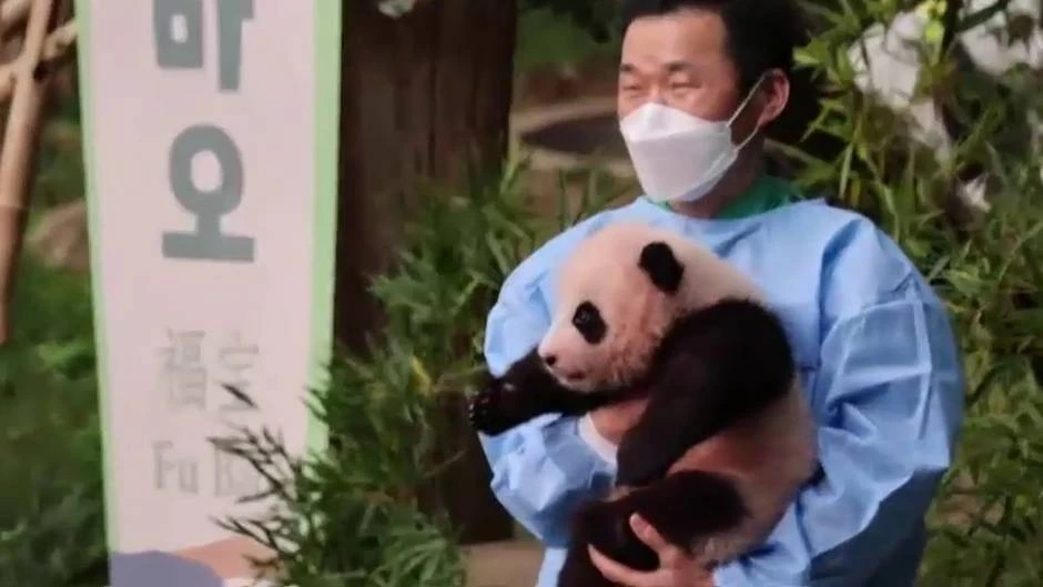La cría de panda gigante nacida en Corea del Sur cumple 100 días
