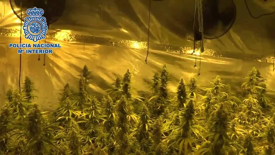 Desmantelan una organización dedicada al suministro de planteles de marihuana