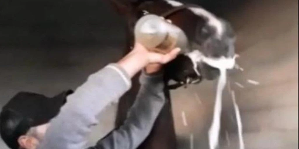 En vídeo: Un jinete obliga a beber cava a una yegua tras ganar una carrera en Manacor