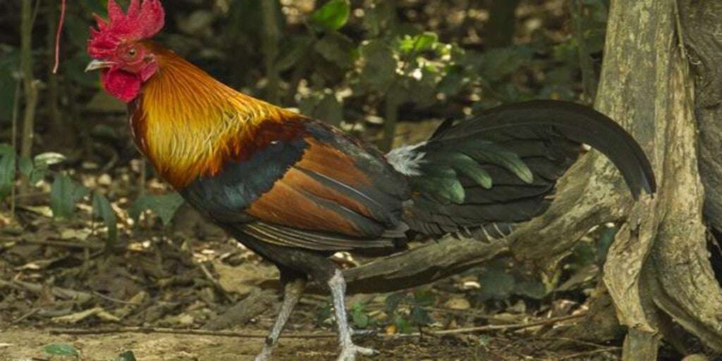 Revelados los inesperados orígenes del pollo de corral: antes de ser comida, fue venerado como un dios