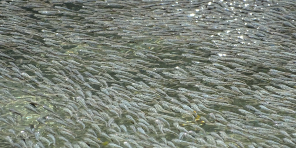 Estos peces se juntan y crean olas enormes para espantar a las aves depredadoras