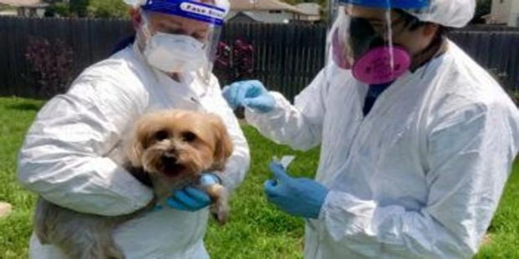 La variante británica del Covid-19, detectada por primera vez en perros y gatos