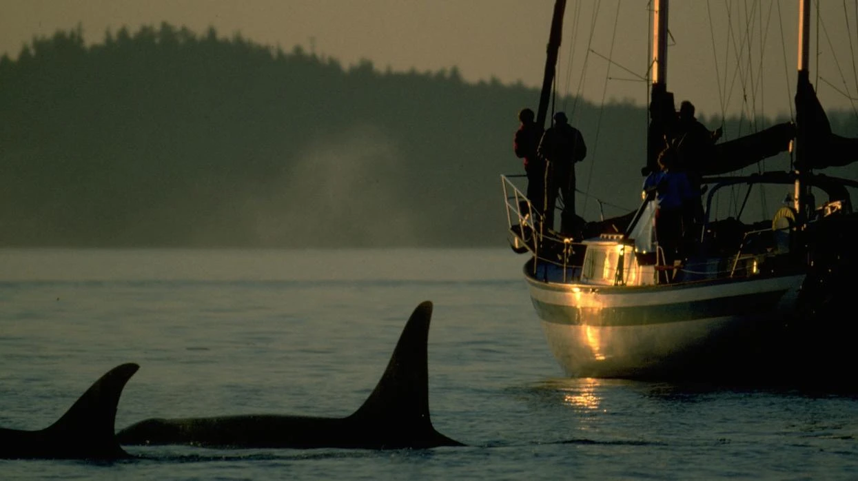 ¿Por qué atacan las orcas a los barcos?
