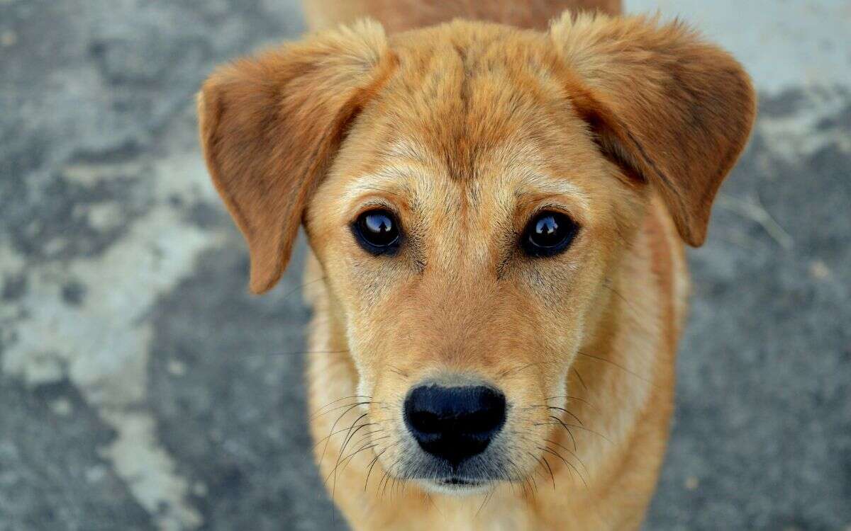 Igualdad Animal celebra la inclusión de los animales en la Constitución de México