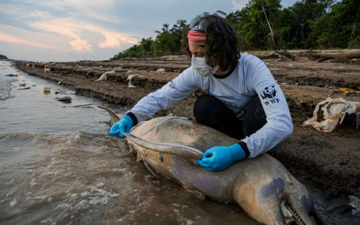 Estudian impacto del cambio climático en delfines amazónicos; han muerto más de 200