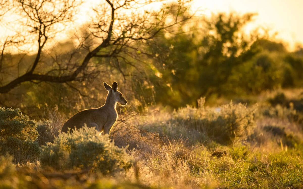 Procesarán a australiano por ‘crueldad animal’ tras hallazgo de 100 canguros muertos