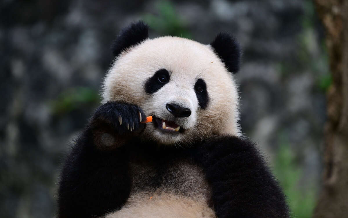 Envía China dos pandas gigantes al Smithsonian National Zoo de Washington | Video