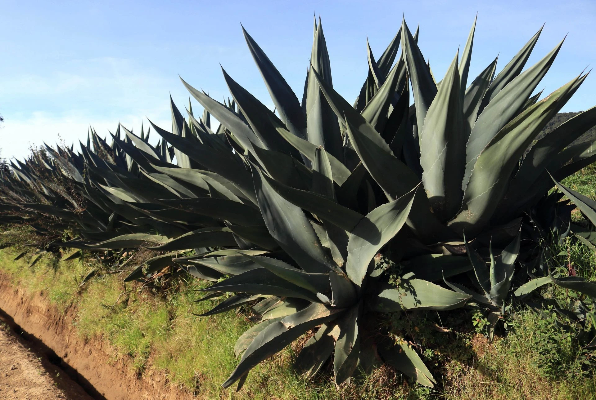 Tequila rosado con jamaica: la innovación mexicana que da vuelta al mundo