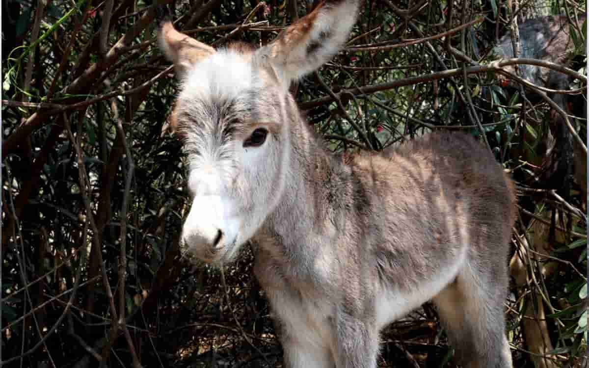 ¡Bienvenido Juanito! Conoce al tierno burro recién nacido en IPN