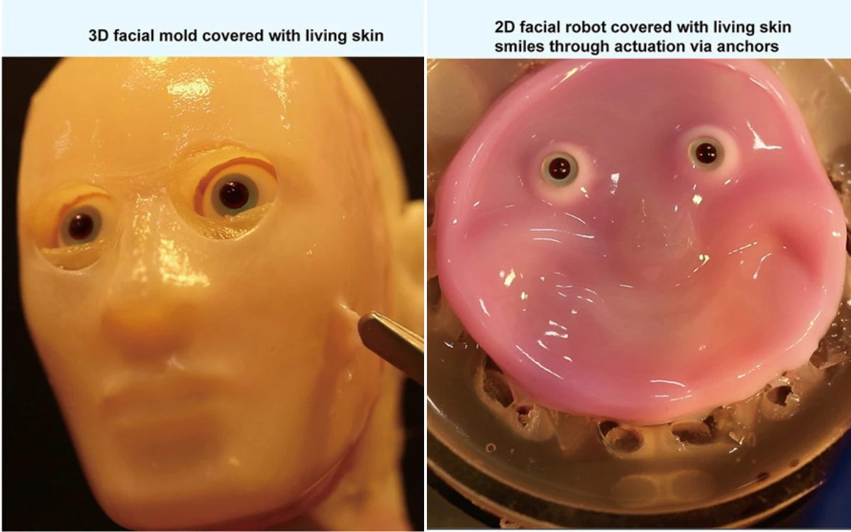 Científicos japoneses crean robots cubiertos con ‘piel viva’ | Video