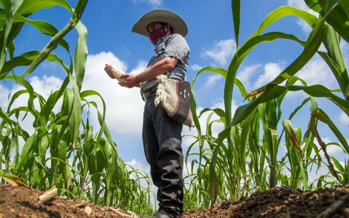 ¿Aceptará el gobierno la discusión de sacar los granos básicos del TLCAN-TMEC? | Artículo de Alberto Vizcarra Ozuna