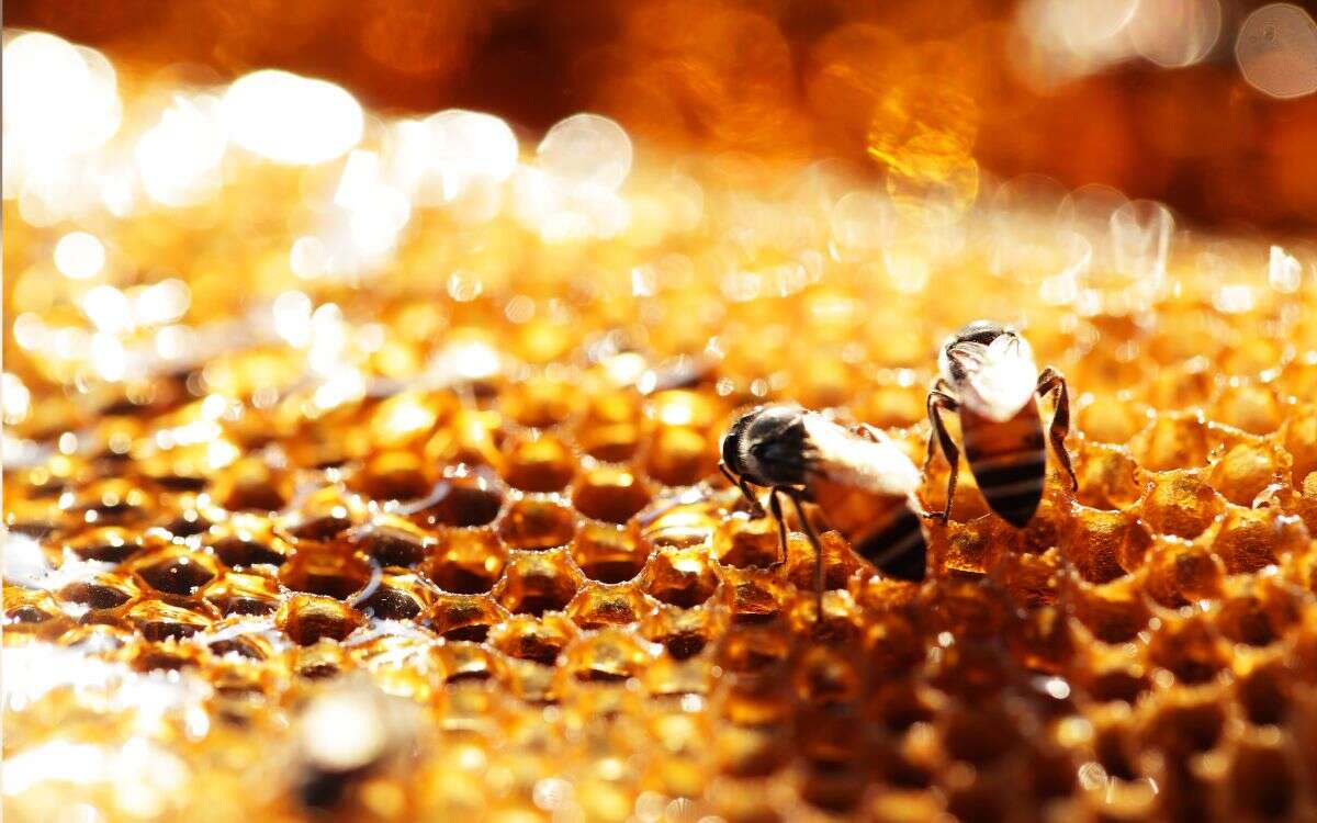 ¿Cómo saber si la miel que compras es realmente de abeja?