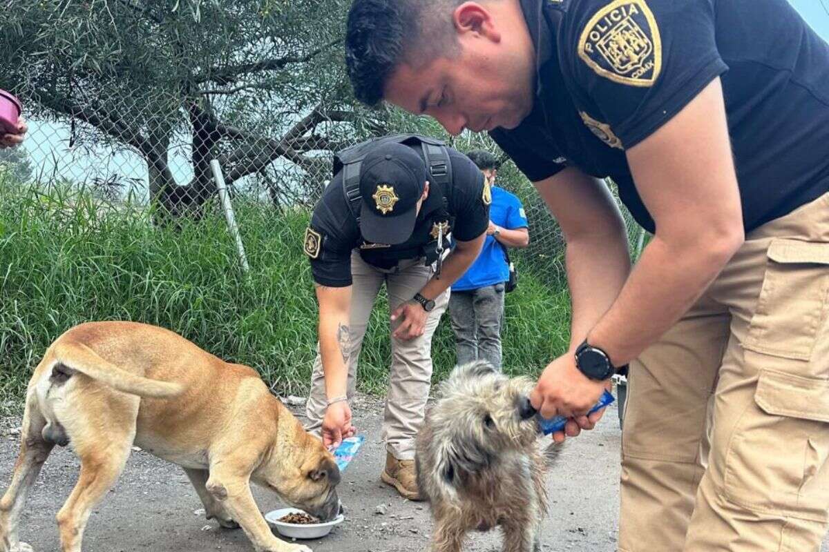 CDMX: Policías llevaron alimento a más de 100 perros y gatos afectados por lluvias