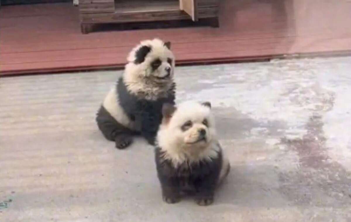 Video | Tiñen perros chow chow para que parezcan pandas en China