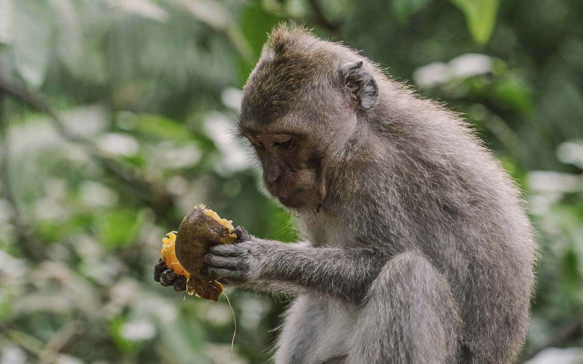 El ‘consumo’ de alcohol, una práctica muy habitual entre muchos animales salvajes