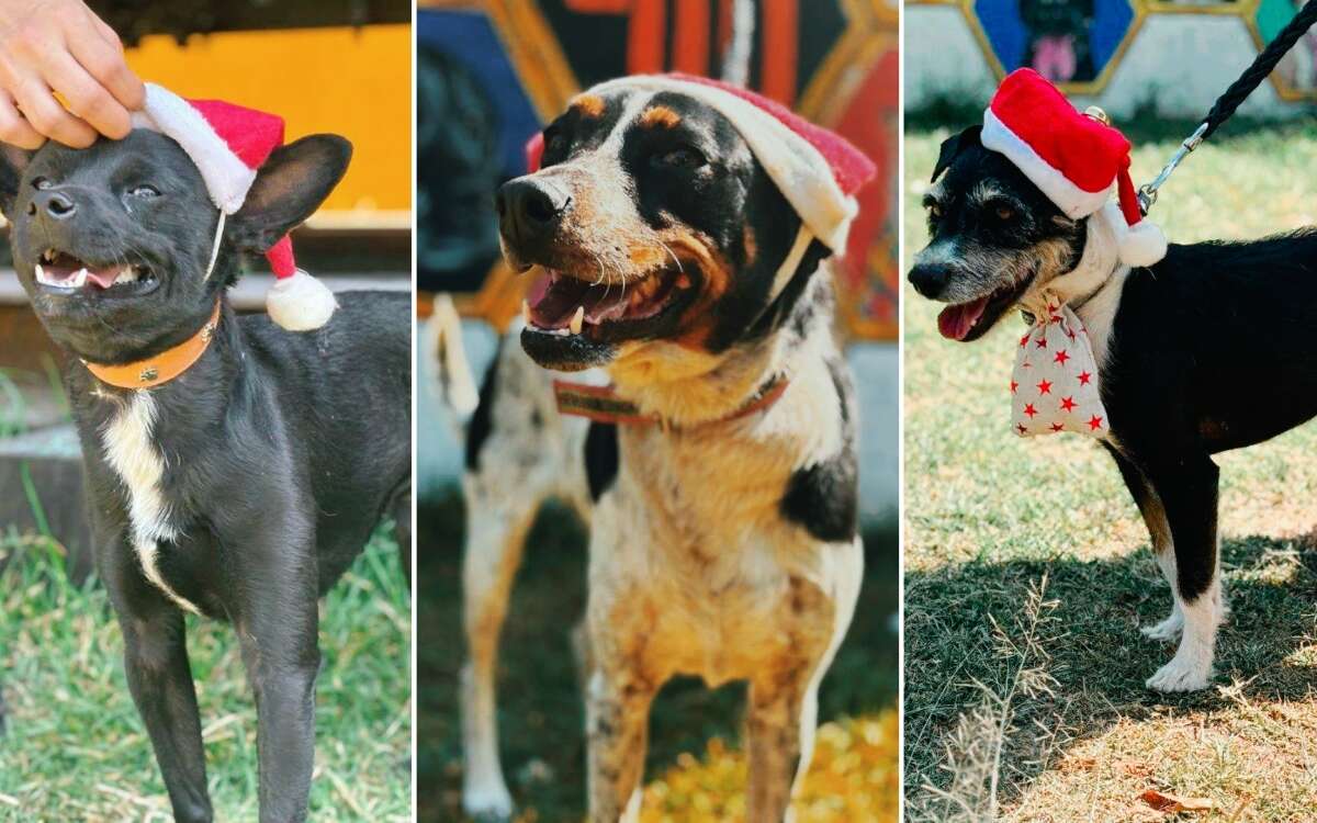 Perritos del Metro CDMX llevarán cartas a Santa y a los Reyes Magos