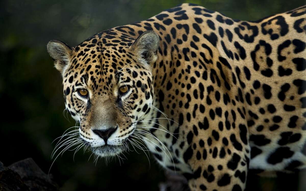 México ha conservado solo el 26.9 % de los paisajes prioritarios para el jaguar: WWF