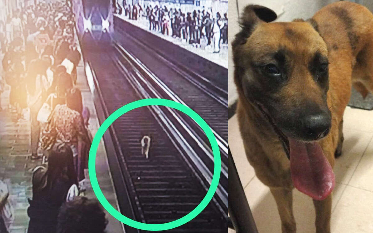 Paran línea azul del metro para sacar a perrito de las vías