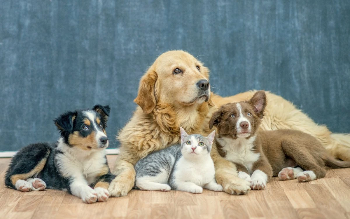 RUAC | ¿Hay fecha límite y sanciones? Lo que debes saber del CURP para mascotas