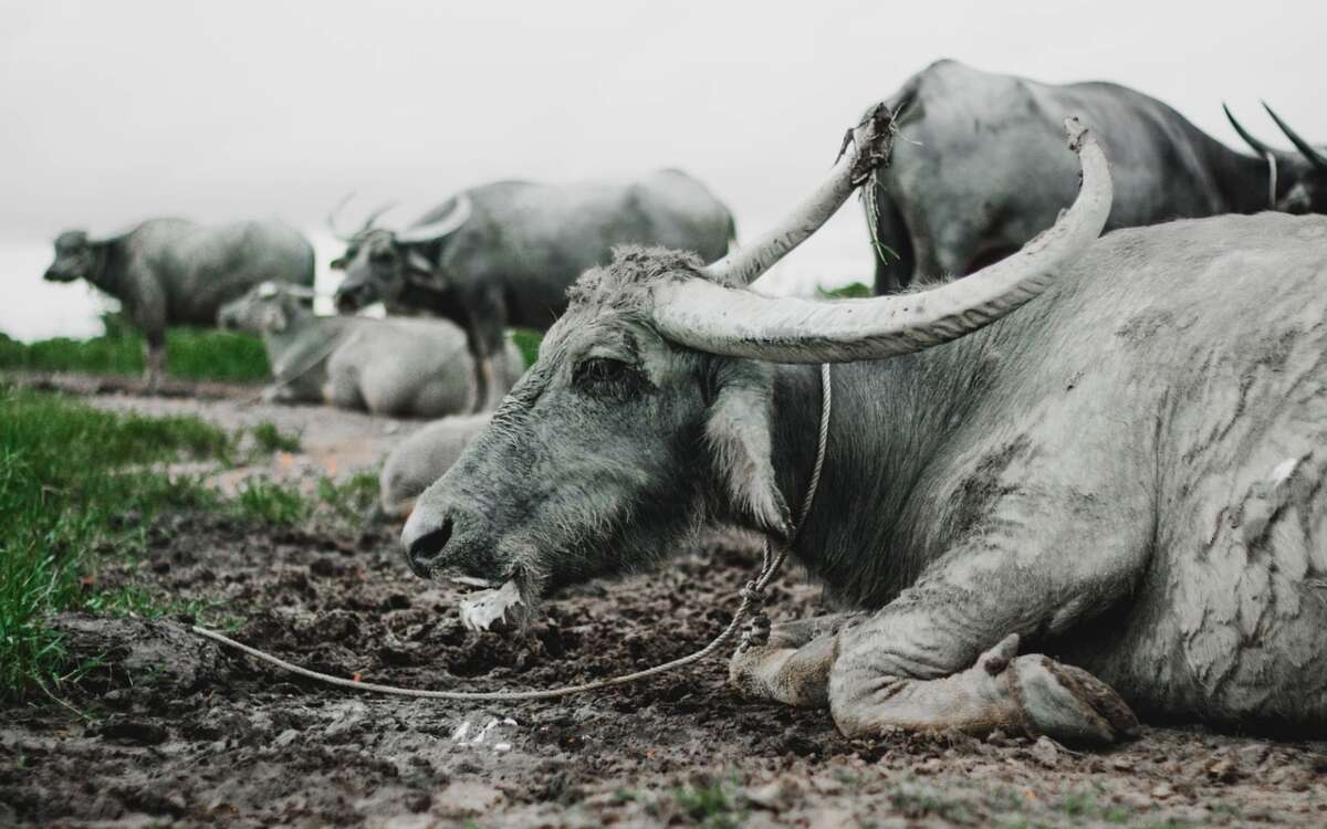 Ritual de sacrificio de animales más grande del mundo en Nepal