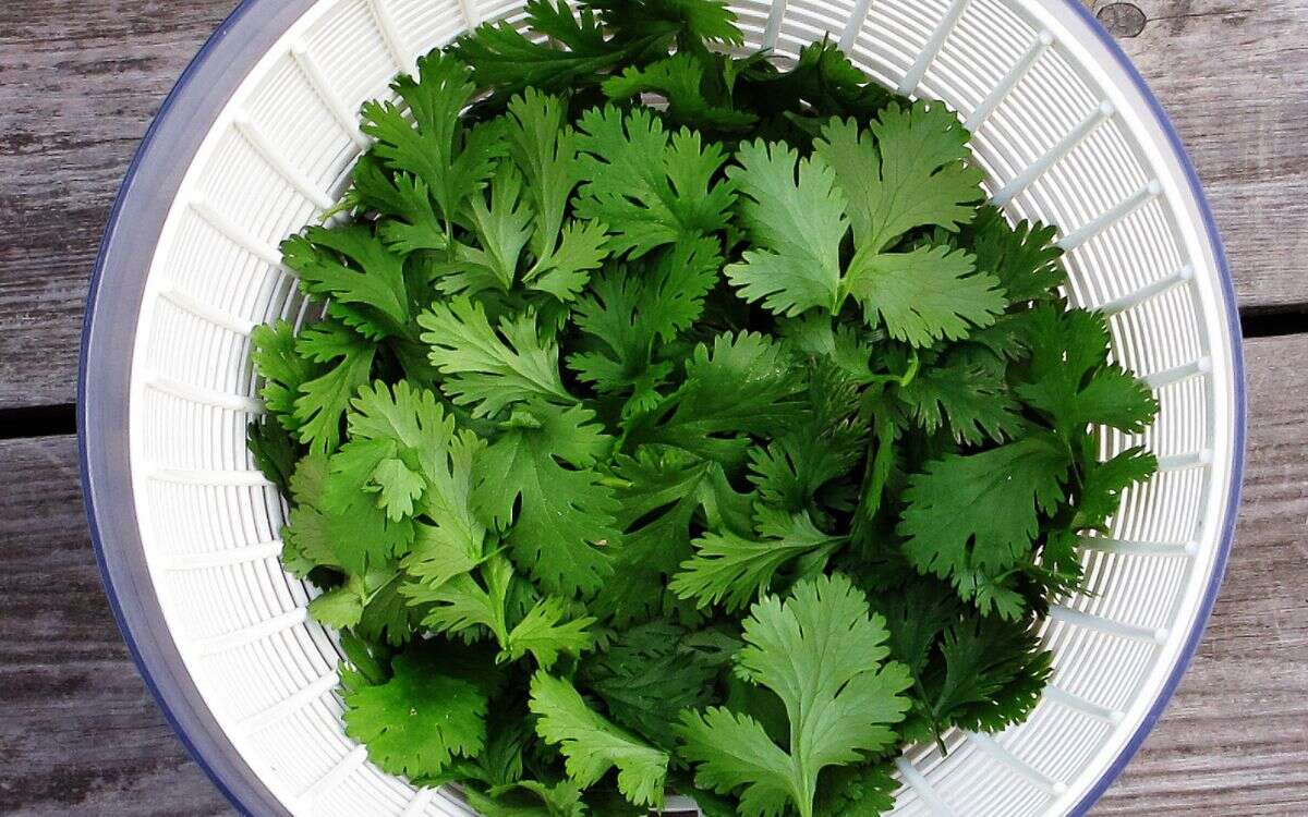 ¿Qué es el cilantro y sus beneficios?