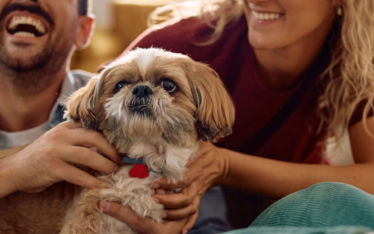 Proponen que juez familiar defina tutela de mascotas en divorcios