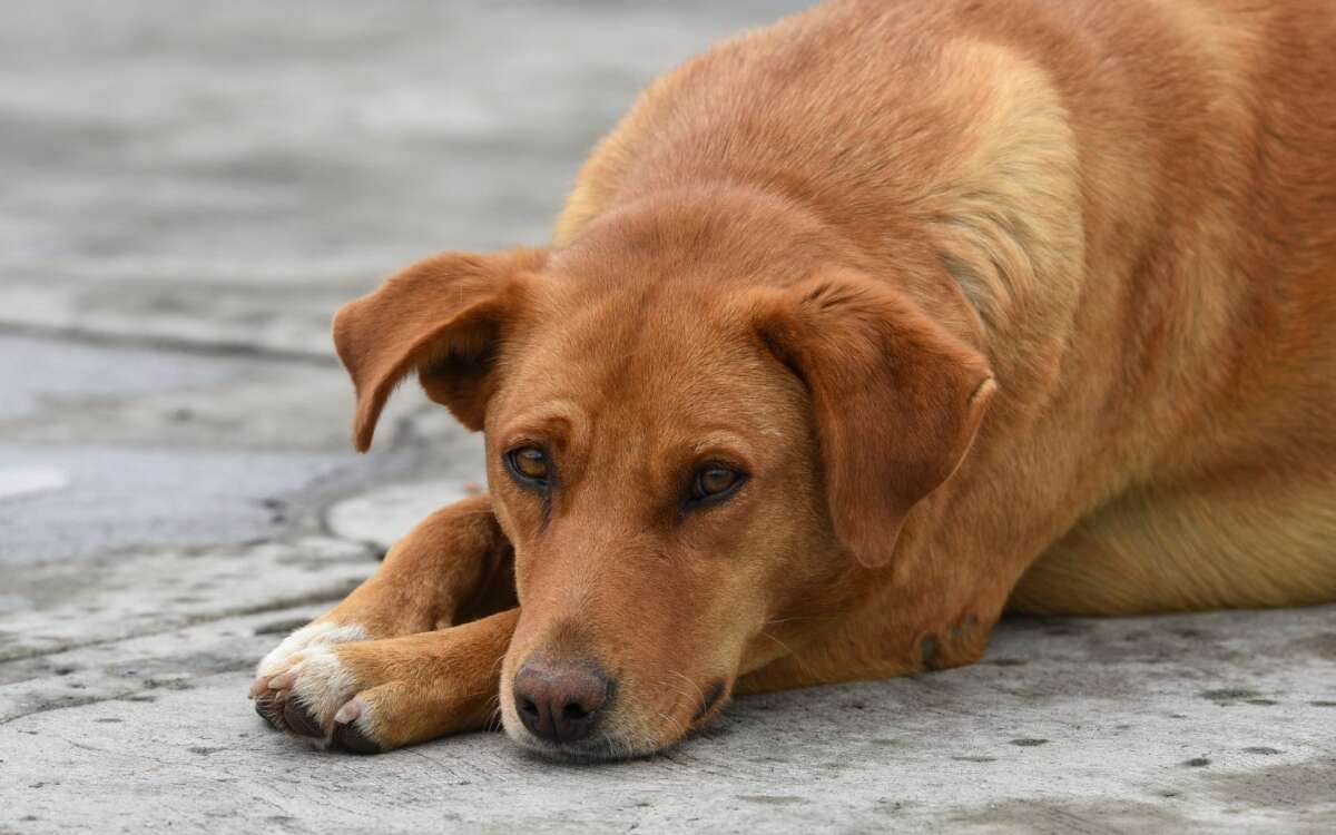 Diputados aprueban reformas a Constitución para prohibir maltrato a los animales