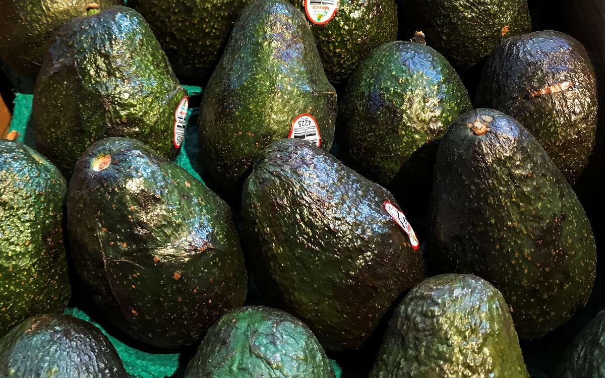 Aguacateros buscan diversificar sus exportaciones ante los aranceles de EU