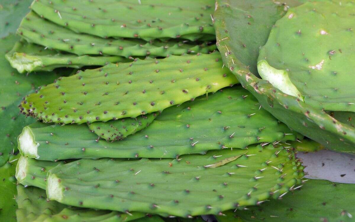 ¿Qué es el nopal y para qué sirve?