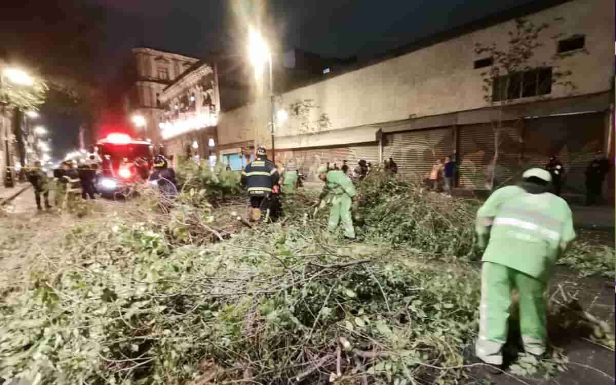 Videos y fotos | Luego del calor extremo, fuertes vientos derriban árboles y cables en CDMX