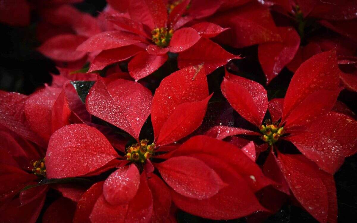 ¿Cómo cuidar la planta de nochebuena?