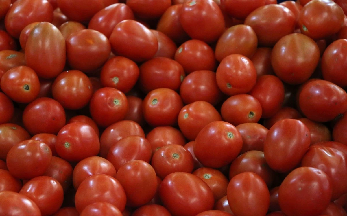Estados Unidos anuncia arancel de 17% a tomates mexicanos