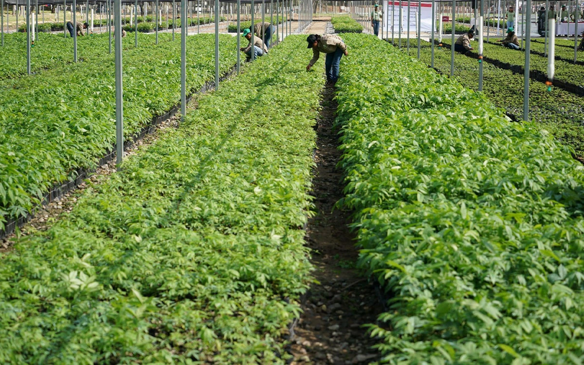 Republicana presenta proyecto ‘Programa Bracero 2.0’ para aliviar escasez de mano agrícola