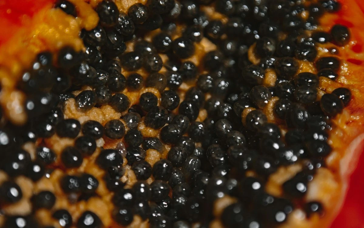 EU: Hallan más de 23 millones en metanfetamina en cargamento de papaya