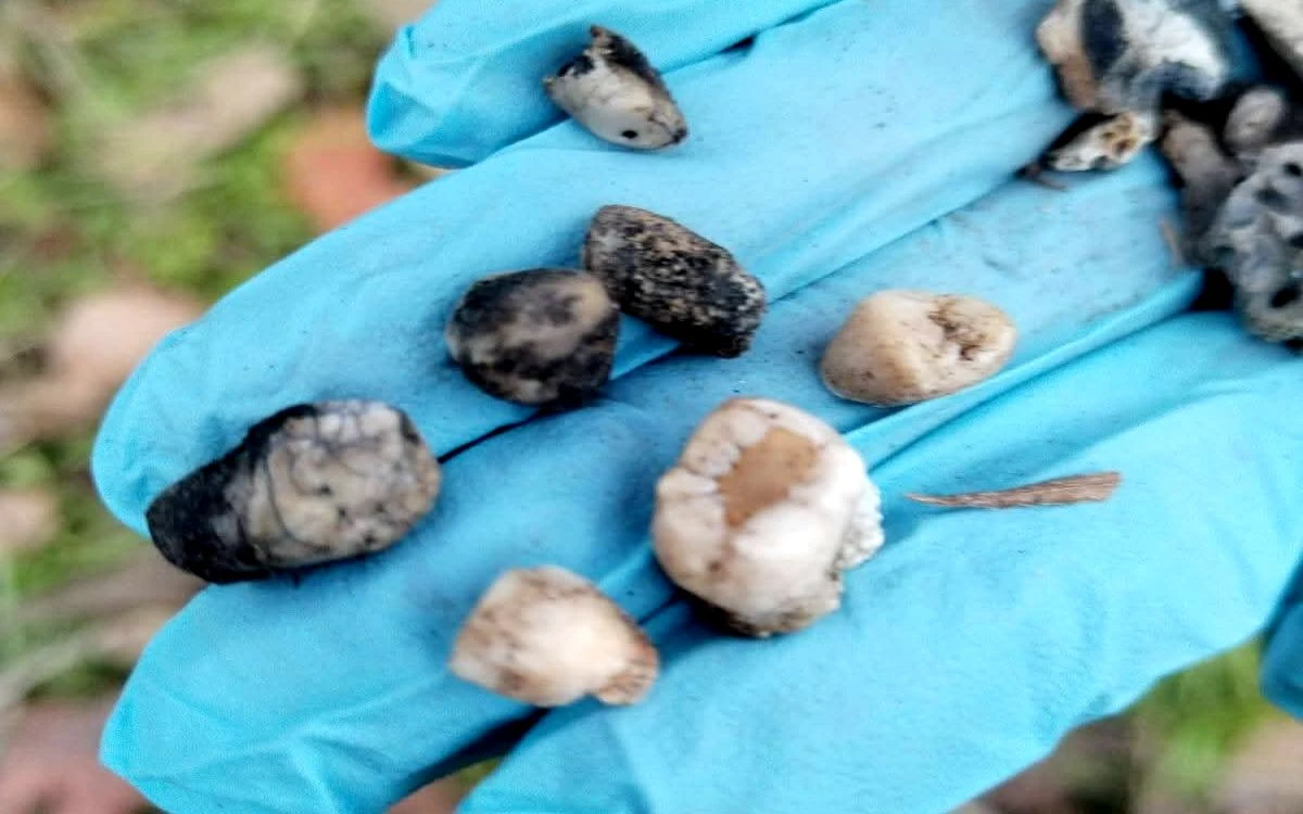 Jalisco | Comisaría de Ahualulco del Mercado descarta crematorio clandestino