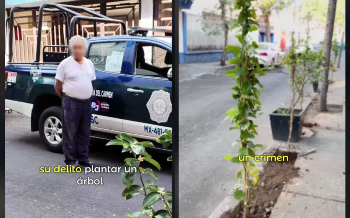 Adulto mayor detenido por sembrar árbol en BJ; Alcaldía lo acusa de dañar banqueta