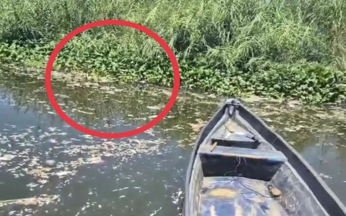 Calor extremo y oxígeno reducido causan mortandad de peces en laguna de Acapulco