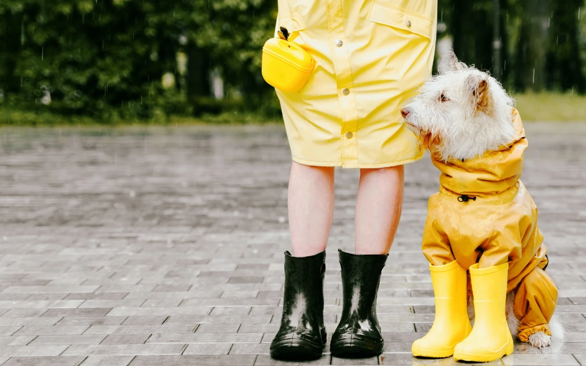 Cómo cuidar a tu perro en temporada de lluvias; sigues estos consejos